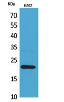IL-6 rabbit pAb Antibody