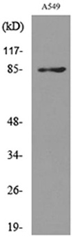 CD10 rabbit pAb Antibody