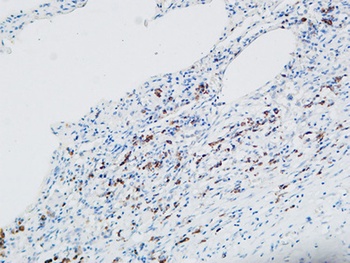 MPO rabbit pAb Antibody