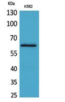HPA1 rabbit pAb Antibody