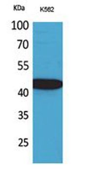 Fractalkine rabbit pAb Antibody