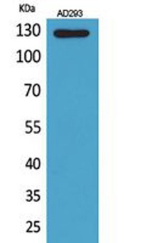 Arg rabbit pAb Antibody