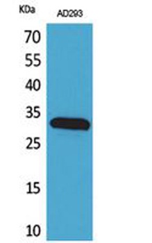 Bag-1 rabbit pAb Antibody