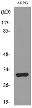 Bag-1 rabbit pAb Antibody