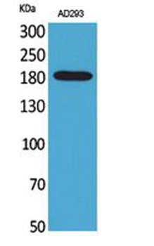 Macroglobulin α-2 rabbit pAb Antibody