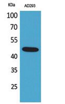 SCYL1BP1 rabbit pAb Antibody