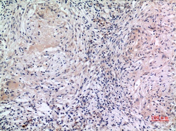 MCM7 rabbit pAb Antibody