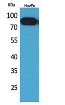 CD71/TfR rabbit pAb Antibody
