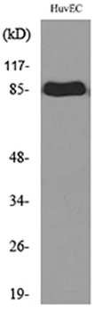 CD71/TfR rabbit pAb Antibody