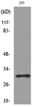 CGREF1 rabbit pAb Antibody
