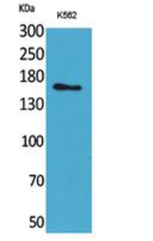 Laminin γ-2 rabbit pAb Antibody