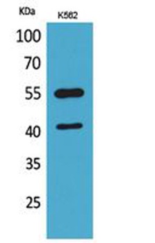 IL-2Rγ rabbit pAb Antibody