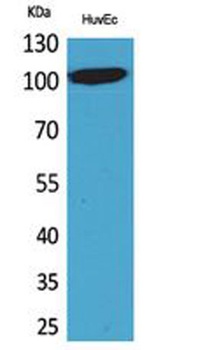 NFATc1 rabbit pAb Antibody