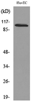 NFATc1 rabbit pAb Antibody