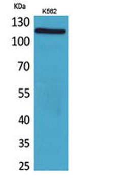 Cryopyrin rabbit pAb Antibody