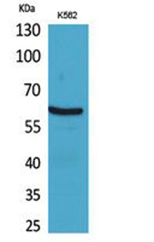 gp91-phox rabbit pAb Antibody