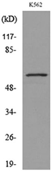 Glut5 rabbit pAb Antibody
