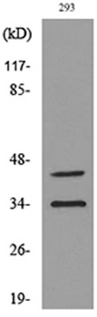 CD38 rabbit pAb Antibody