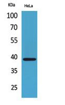 Bonzo rabbit pAb Antibody