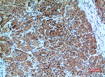 Bonzo rabbit pAb Antibody