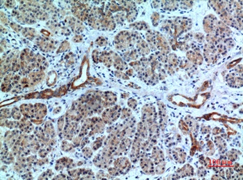 Bonzo rabbit pAb Antibody