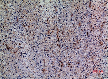 Bonzo rabbit pAb Antibody