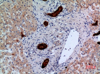 CD148 rabbit pAb Antibody