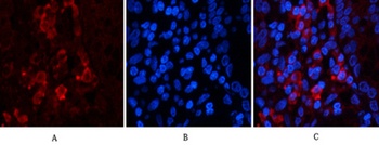 Jagged1 rabbit pAb Antibody