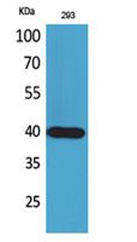 CD294 rabbit pAb Antibody