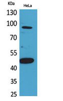 Inhibin β-B rabbit pAb Antibody