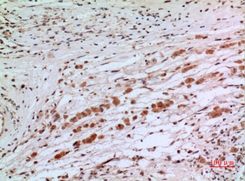 Tubulin α rabbit pAb Antibody