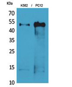 Tubulin α rabbit pAb Antibody