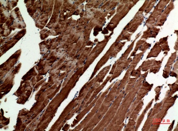 Tubulin α rabbit pAb Antibody