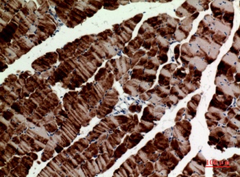 Tubulin α rabbit pAb Antibody
