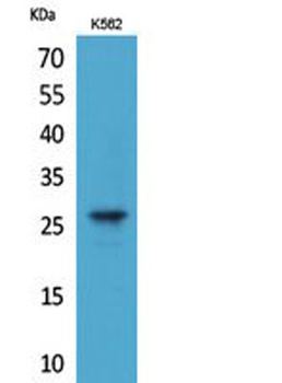 FGF-8 rabbit pAb Antibody