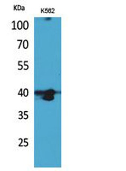 GPR87/95 rabbit pAb Antibody