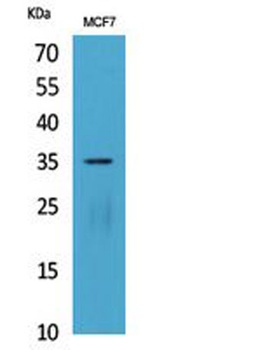 IL-12A p35 rabbit pAb Antibody