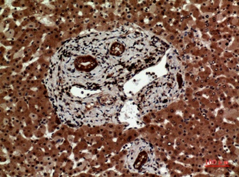 IL-12A p35 rabbit pAb Antibody