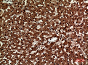IL-12A p35 rabbit pAb Antibody