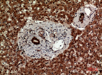 IL-12A p35 rabbit pAb Antibody