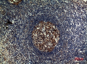 FOXP3 rabbit pAb Antibody