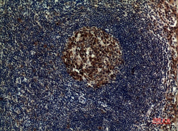 FOXP3 rabbit pAb Antibody