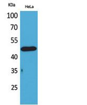 D3DR rabbit pAb Antibody