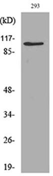 Neuropilin rabbit pAb Antibody