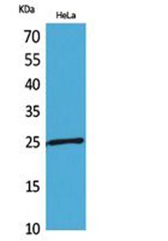 PRX I rabbit pAb Antibody