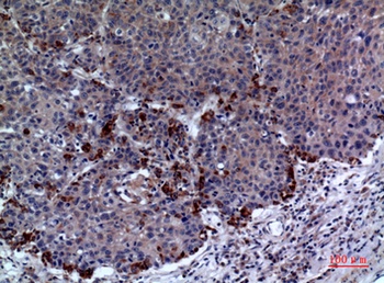 PRX I rabbit pAb Antibody