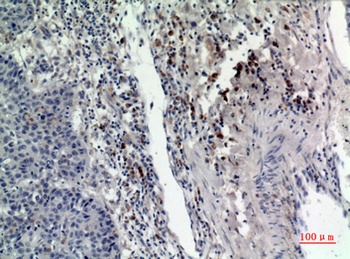 Rab 5A rabbit pAb Antibody