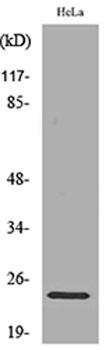 Rab 5A rabbit pAb Antibody