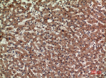 CD3-δ rabbit pAb Antibody