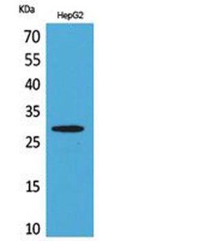 CD69 rabbit pAb Antibody